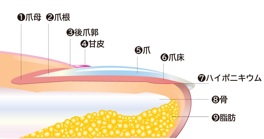 爪の構造イラスト